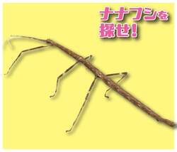「前売券でお得！200匹のカブトムシと触れ合える昆虫展が名古屋・星ヶ丘三越で開催」の写真