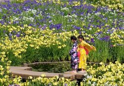 花しょうぶまつり（花しょうぶまつり実行委員会）