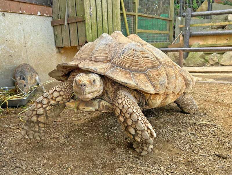 ケヅメリクガメ