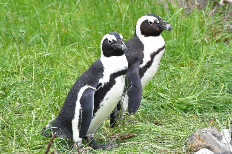 ケープペンギン