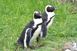 ケープペンギン