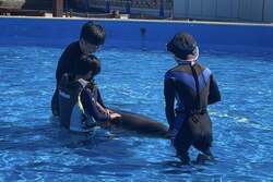 プールの中でイルカとふれあう様子