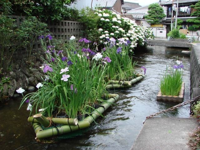 城下川 花筏