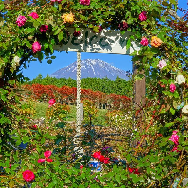 御殿場ばら祭り（写真コンテスト最優秀賞作品　バラ越しの富士山）