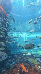50種10,000点もの生物が飼育されている、下田海中水族館アクアドームペリー号の大水槽