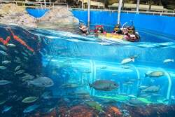 「大水槽でシュノーケリング!?　魚たちと泳げる新体験が下田海中水族館で6月スタート」の写真