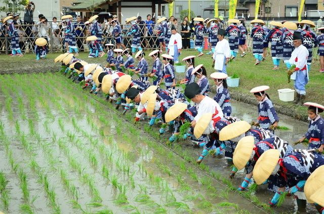 六ツ美悠紀斎田お田植えまつり（六ツ美支所）