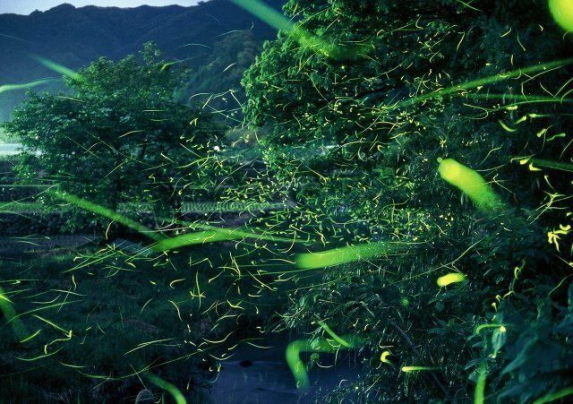 宝珠山ほたる祭