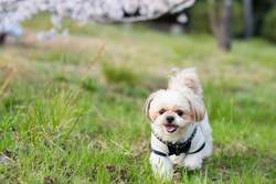 「プール＆サウナ付き！関西最大級のオリーブ園に泊まれるヴィラが淡路島に誕生　愛犬OK」の写真