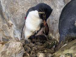 ミナミイワトビペンギンの親子の様子