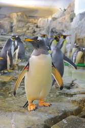 「ペンギンの赤ちゃん誕生！豊橋市「のんほいパーク」で今だけの子育て姿を観察しよう」の写真