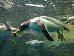 「ペンギンの赤ちゃん誕生！豊橋市「のんほいパーク」で今だけの子育て姿を観察しよう」の写真