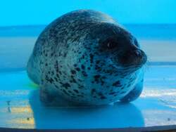 「ペンギンの赤ちゃん誕生！豊橋市「のんほいパーク」で今だけの子育て姿を観察しよう」の写真
