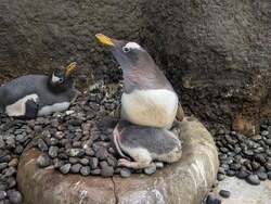 「ペンギンの赤ちゃん誕生！豊橋市「のんほいパーク」で今だけの子育て姿を観察しよう」の写真