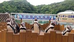 「ペンギンと記念撮影＆餌やり体験が再開！静岡・下田海中水族館でふれあいイベント復活」の写真