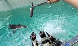 「ペンギンと記念撮影＆餌やり体験が再開！静岡・下田海中水族館でふれあいイベント復活」の写真