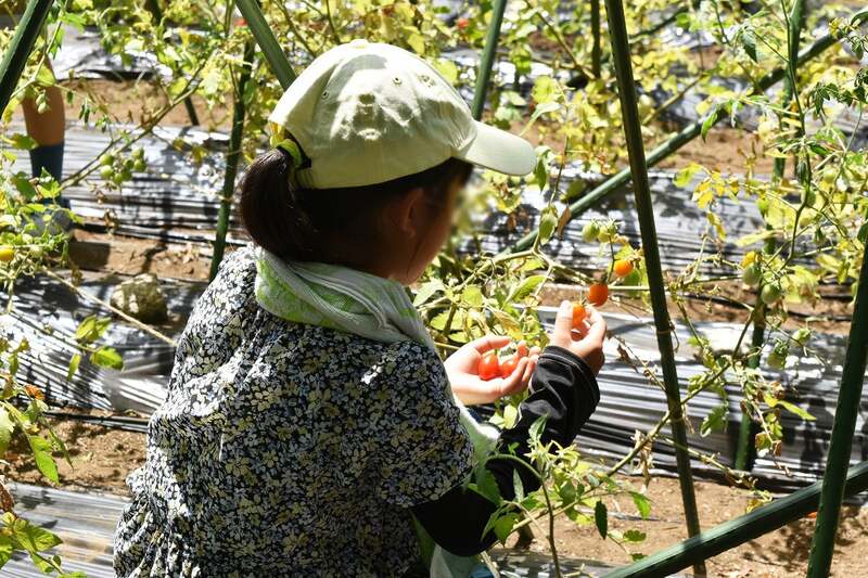 ビルの屋上で夏野菜の収穫体験！（西武造園株式会社）六本木ヒルズ
