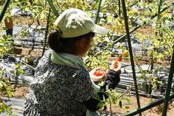 ビルの屋上で夏野菜の収穫体験！（西武造園株式会社）六本木ヒルズ