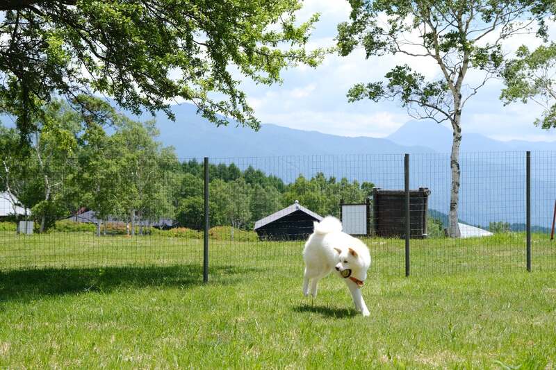 広々としたドッグラン