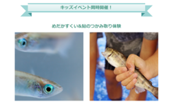 「【2026関西】6月のグルメフェス＆フードイベント5選！若鮎から肉祭りまで親子で大満足」の写真