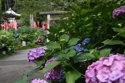 とちぎあじさいまつり│（一社）栃木市観光協会