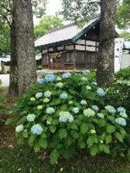 尾西あじさいまつり（一宮市観光協会）