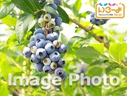 「【関東】ブルーベリー狩りスポット10選！時間無制限食べ放題＆品種食べ比べまで」の写真