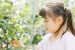 甘味や酸味、大きさや色などが異なるブルーベリーを食べ比べ♪