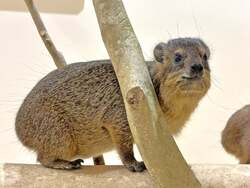 ネズミに似ていますがまったく別の種類です