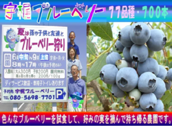 77品種・700本のブルーベリーを食べ比べながら持ち帰れる