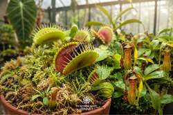 コース2：食虫植物の不思議を観察 イメージ