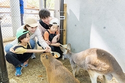 「カピバラ・カンガルーも仲間入り！清水公園のポニー牧場がリニューアル　屋内エリアも」の写真