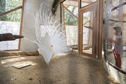 「カピバラ・カンガルーも仲間入り！清水公園のポニー牧場がリニューアル　屋内エリアも」の写真