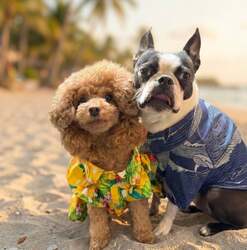 Victoria Dog【初出店】