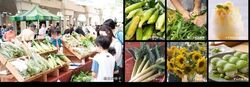 トウモロコシ＆枝豆フェスティバル