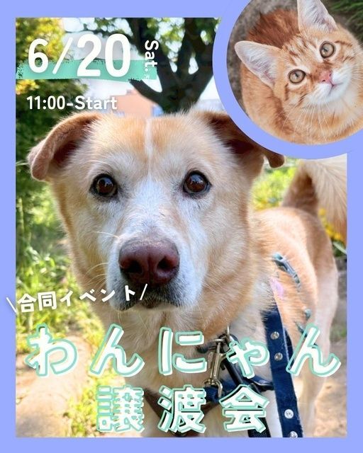 わんにゃん譲渡会（ピースワンコ・ジャパン西東京ふれあい譲渡センター）