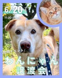 わんにゃん譲渡会（ピースワンコ・ジャパン西東京ふれあい譲渡センター）