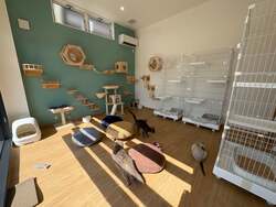 「未就学児は無料！保護犬猫と触れ合える「アネラカフェ 高松中央店」が香川にオープン」の写真