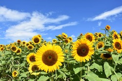 「あわじ花さじき」では7月下旬から「ひまわり」が見頃を迎えます