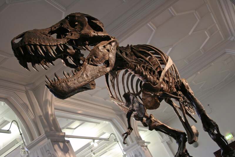 全長約12mのティラノサウルス全身骨格標本「STAN」展示