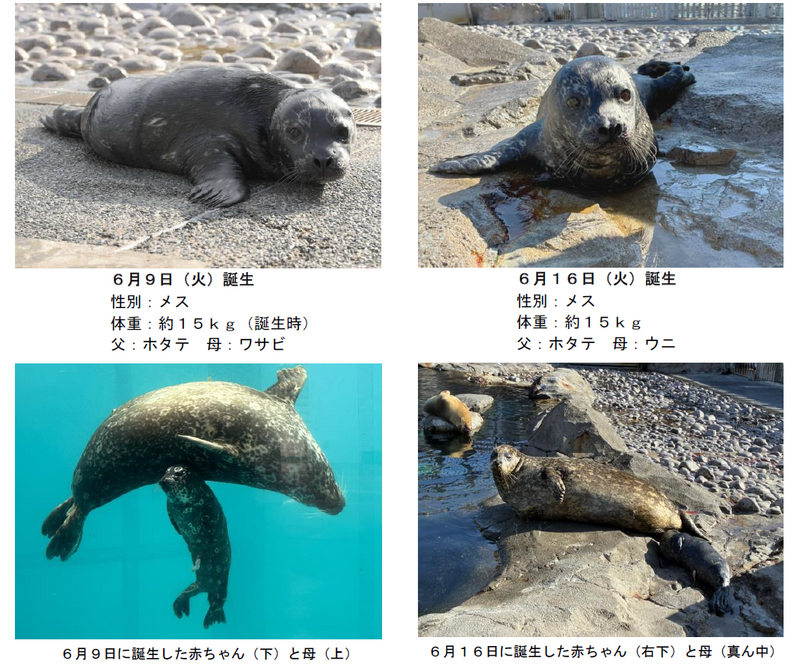ヒレアシビーチのゼニガタアザラシ親子