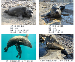 ヒレアシビーチのゼニガタアザラシ親子