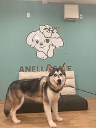 「保護犬・保護猫とふれあえるカフェが岡山市南区に2店舗目オープン！　未就学児無料」の写真