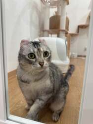 「保護犬・保護猫とふれあえるカフェが岡山市南区に2店舗目オープン！　未就学児無料」の写真