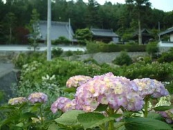 康徳寺 あじさい祭り