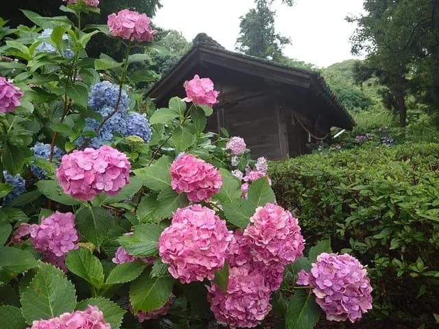 吉備津神社　あじさいまつり