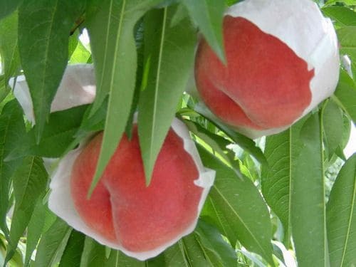 例年6月中旬から8月下旬ごろまで楽しめます