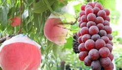 桃狩りとぶどう狩りを1日で満喫できる、よくばりなコースも！