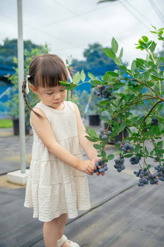 小さい子でも楽しめる高さのブルーベリー