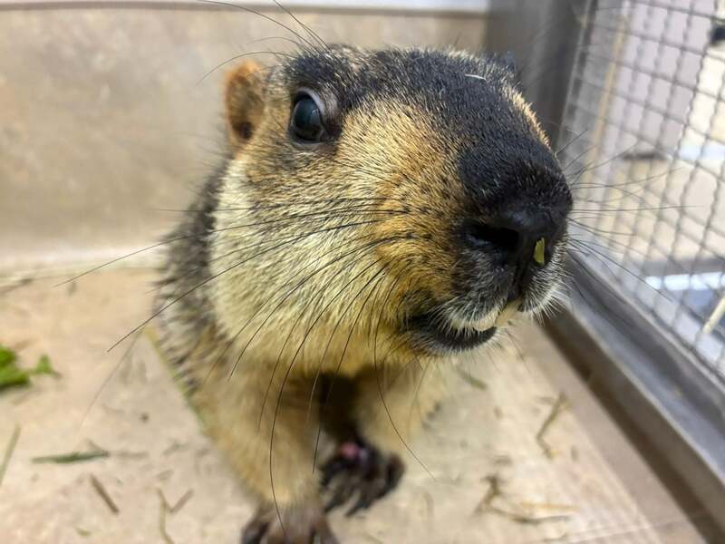 ヒマラヤマーモット
